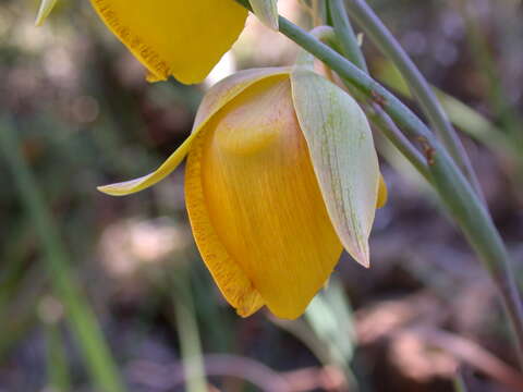 Calochortus raichei Farwig & V. Girard resmi