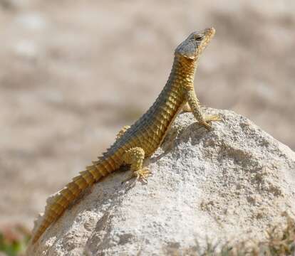 Image of Girdled Lizards