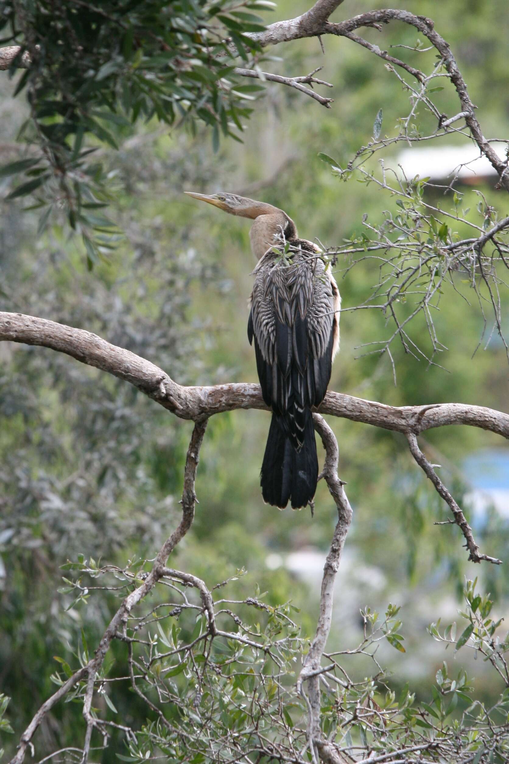 Image de Anhinga d'Australie