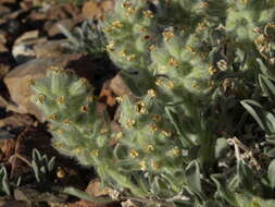 Image of roundspike cryptantha