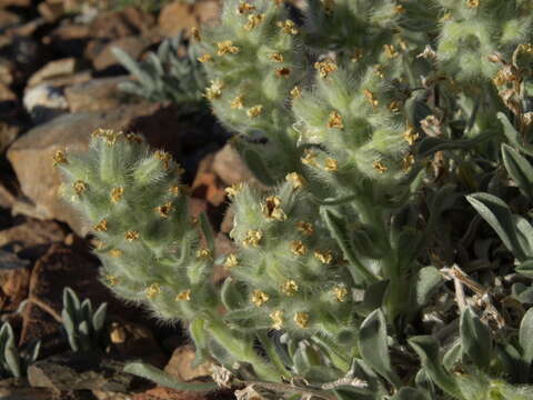 Plancia ëd Oreocarya humilis (A. Gray) Greene