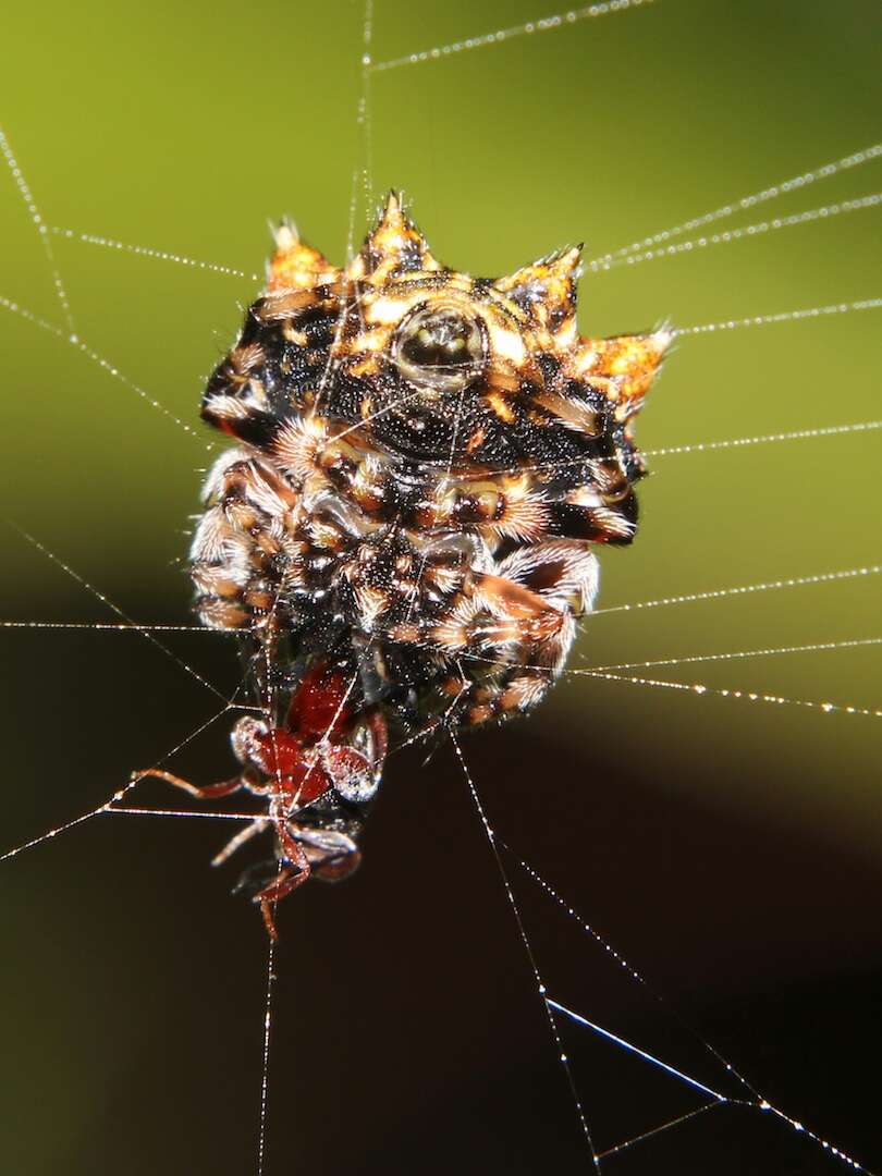 Image of Spiny orb-weavers