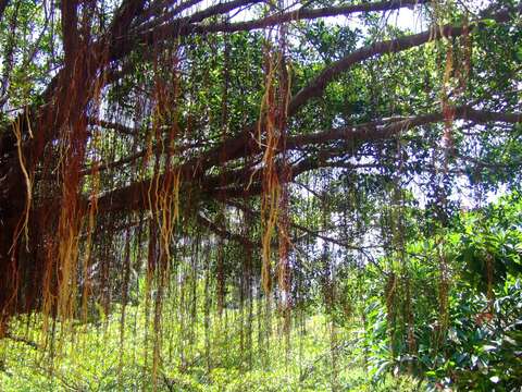 Image de Ficus microcarpa L. fil.