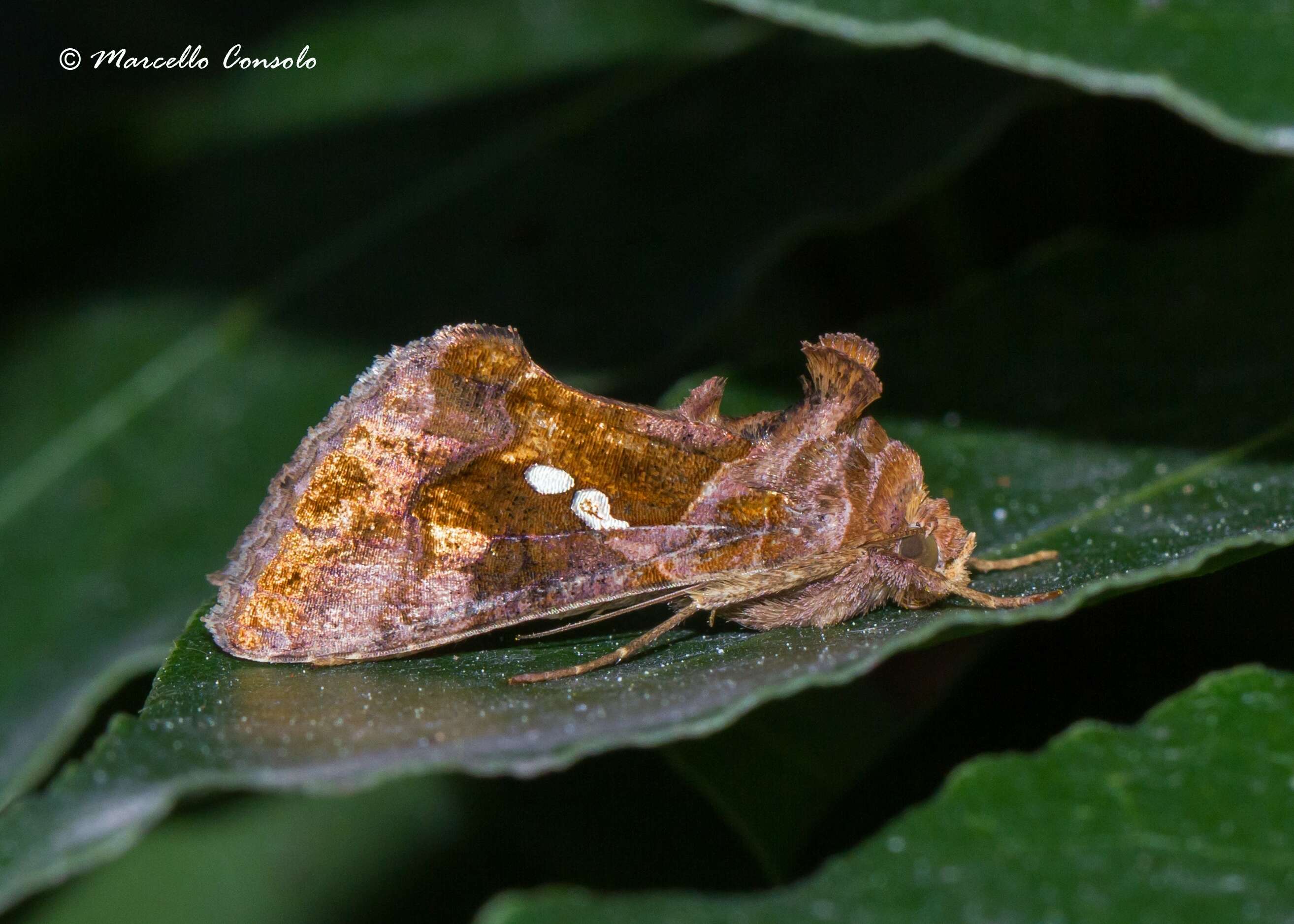 Image of Cutworm