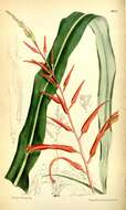 Image of Pitcairnia alata L. B. Sm.
