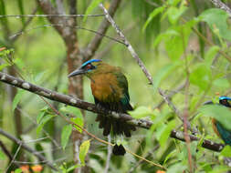 Motmot resmi