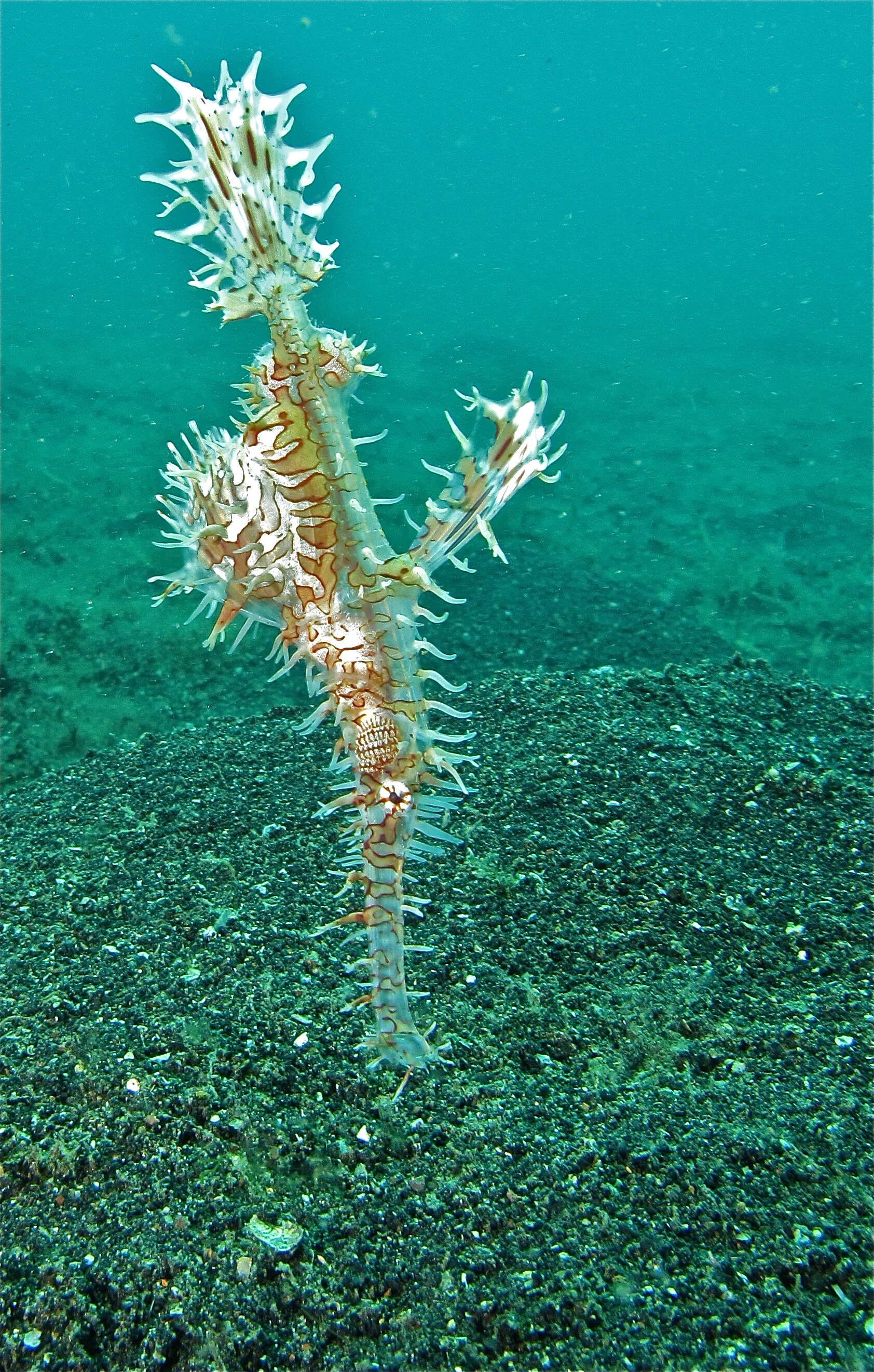 Image of ghost pipefishes