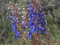 Image of Anderson's larkspur