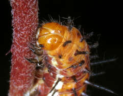 Image of Acraea asema Hewitson 1877