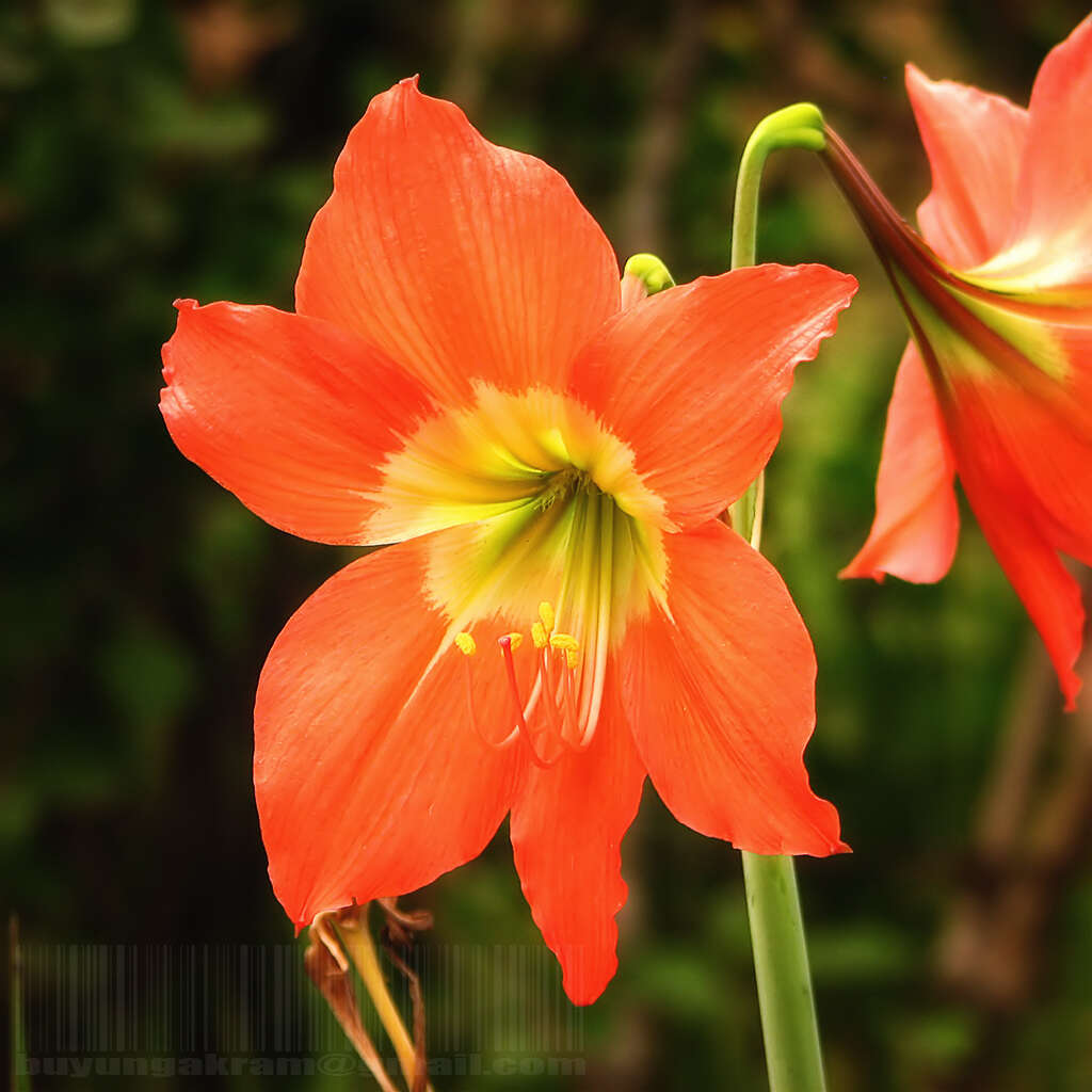 Imagem de Hippeastrum