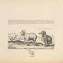 Aphanapteryx bonasia (de Sélys-Longchamps 1848) resmi