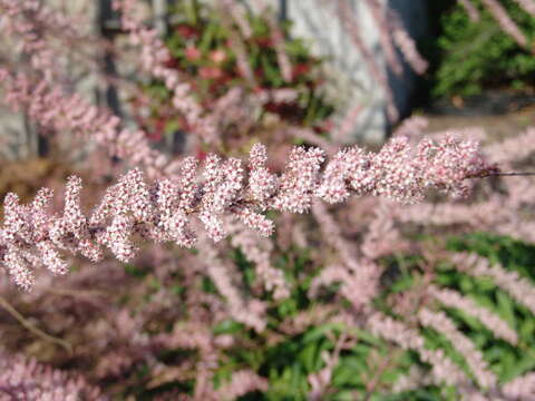 Image of saltcedar