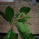 Image of **Saurauia Wild.