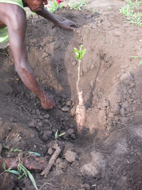 Sivun Jatropha scaposa Radcl.-Sm. kuva