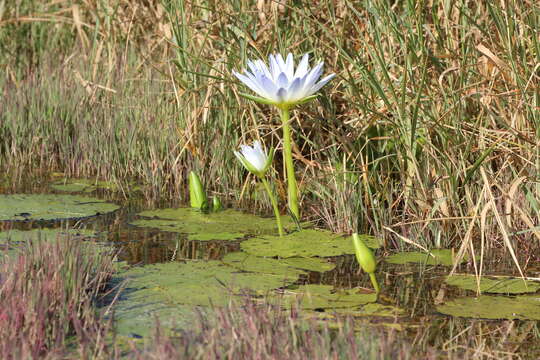 Image de Nymphaea nouchali Burm. fil.