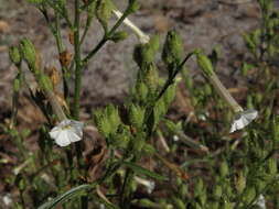 Image of tobacco