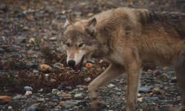 Image of coyote