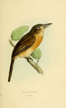 Image of Nonnula Sclater & PL 1854