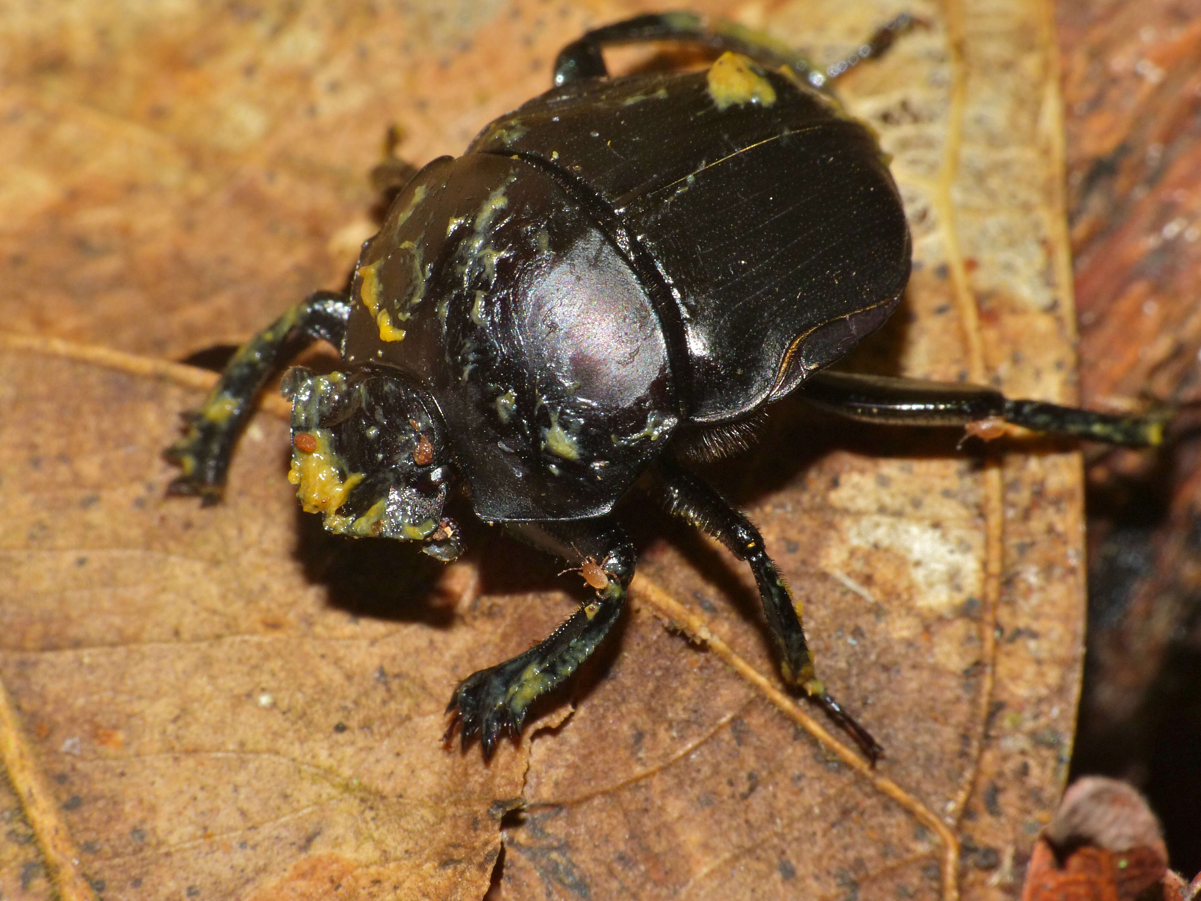 Image de Paragymnopleurus