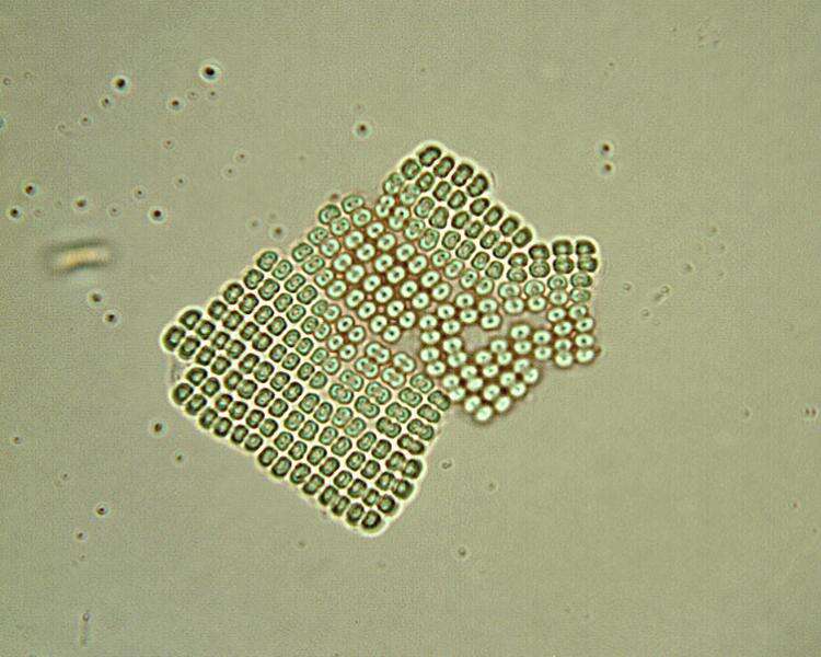 Image of Bacteria