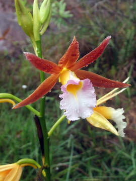 Image of Swamp orchids