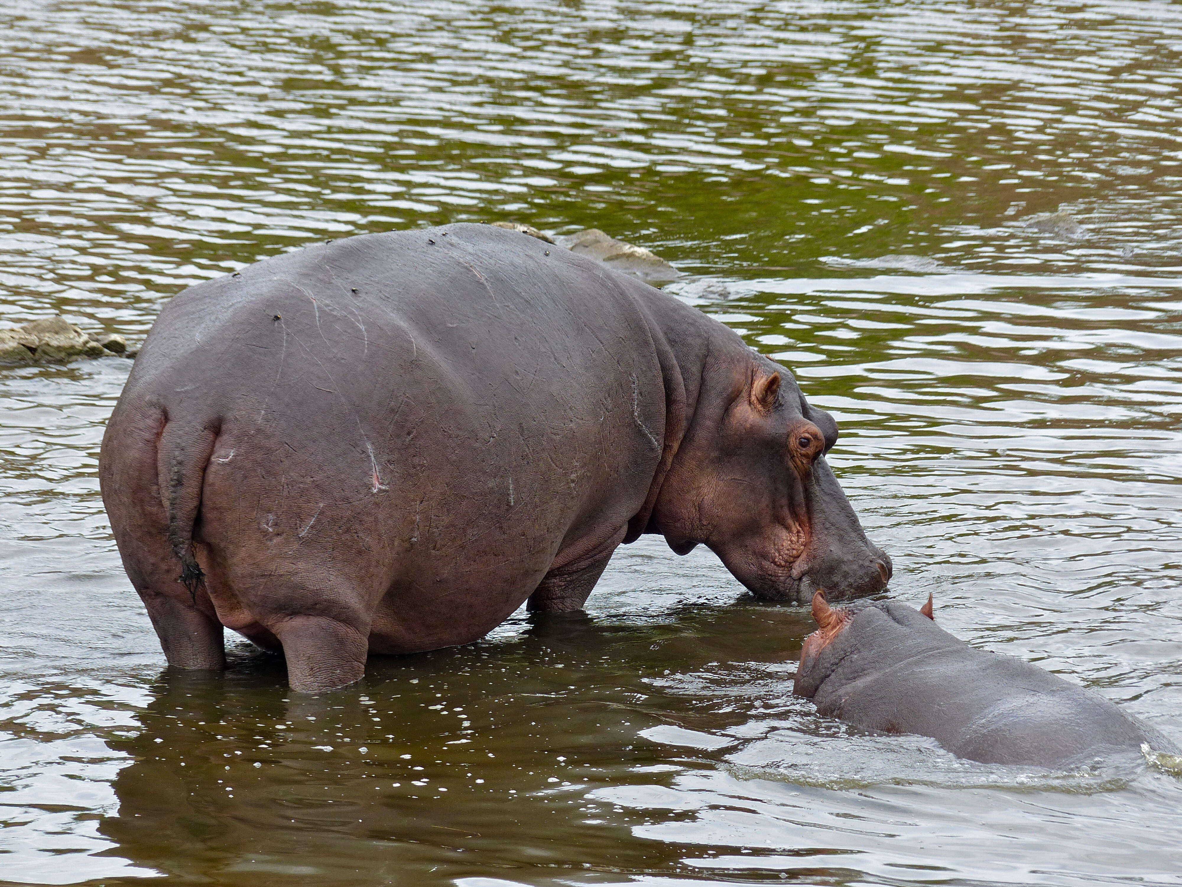 Image of Common Hippopotamus