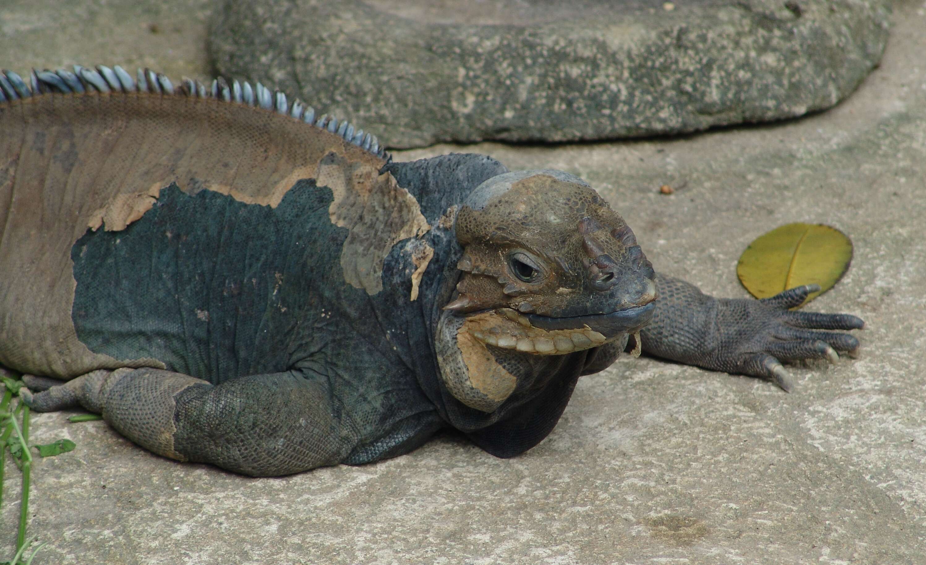 Image of Ground Iguanas