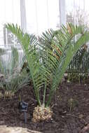 Image of bread tree