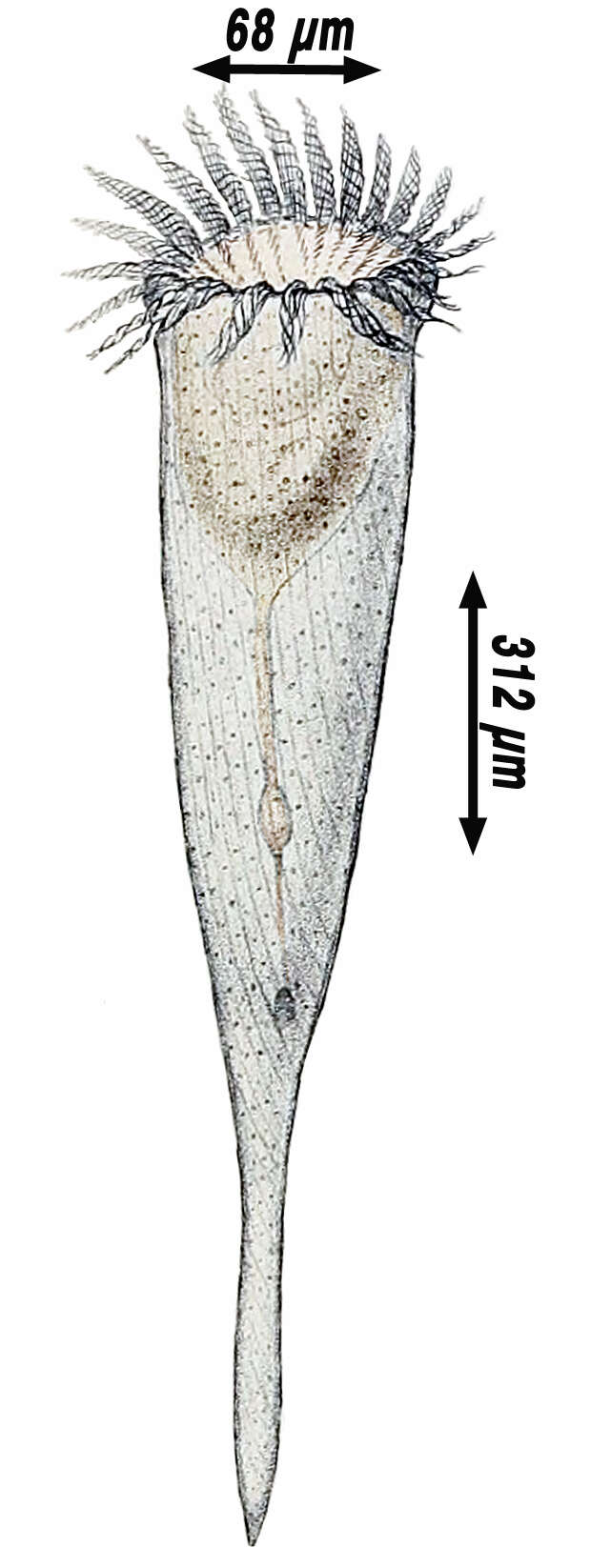 Image of Rhabdonellidae