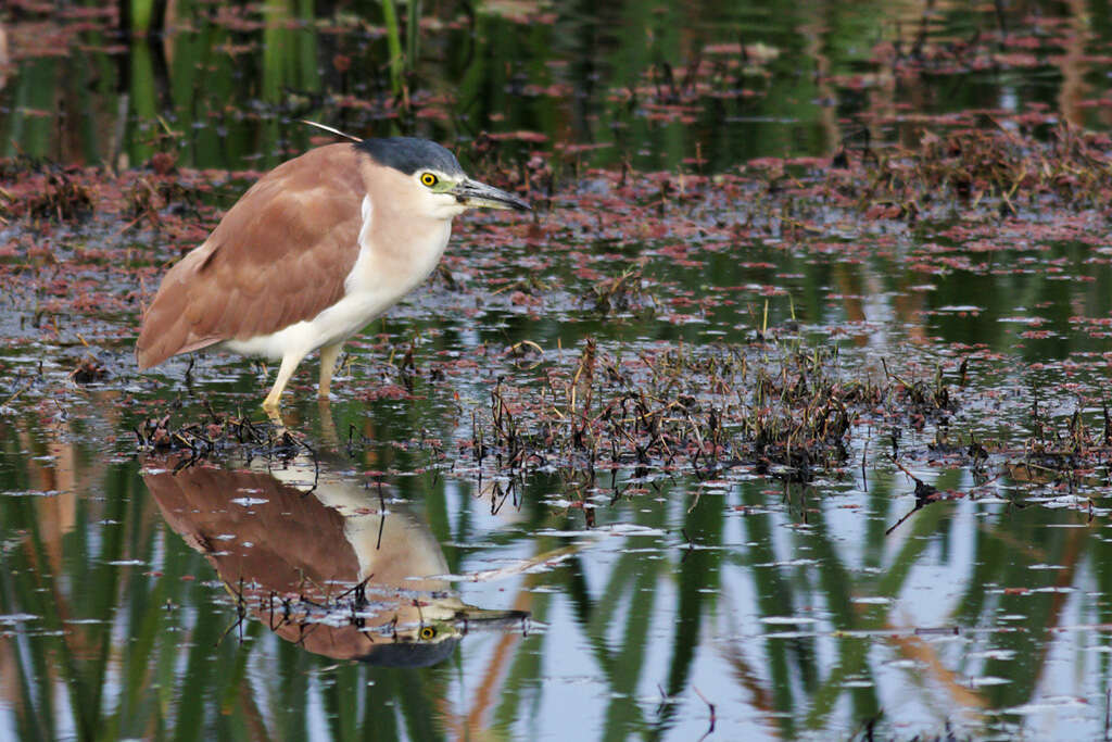 Image of Night Herons