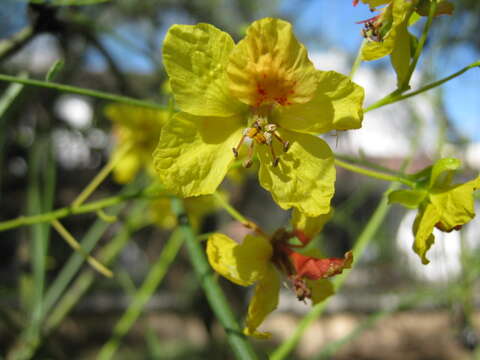 Image of Jerusalem thorn