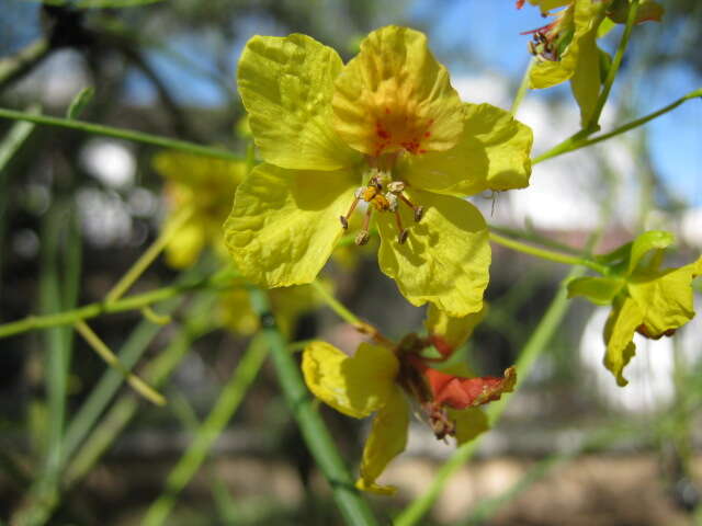 Image of paloverde