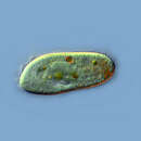 Image of Paramecium putrinum