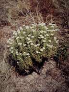 Image of Coronidium glutinosum (Hook.) Paul G. Wilson