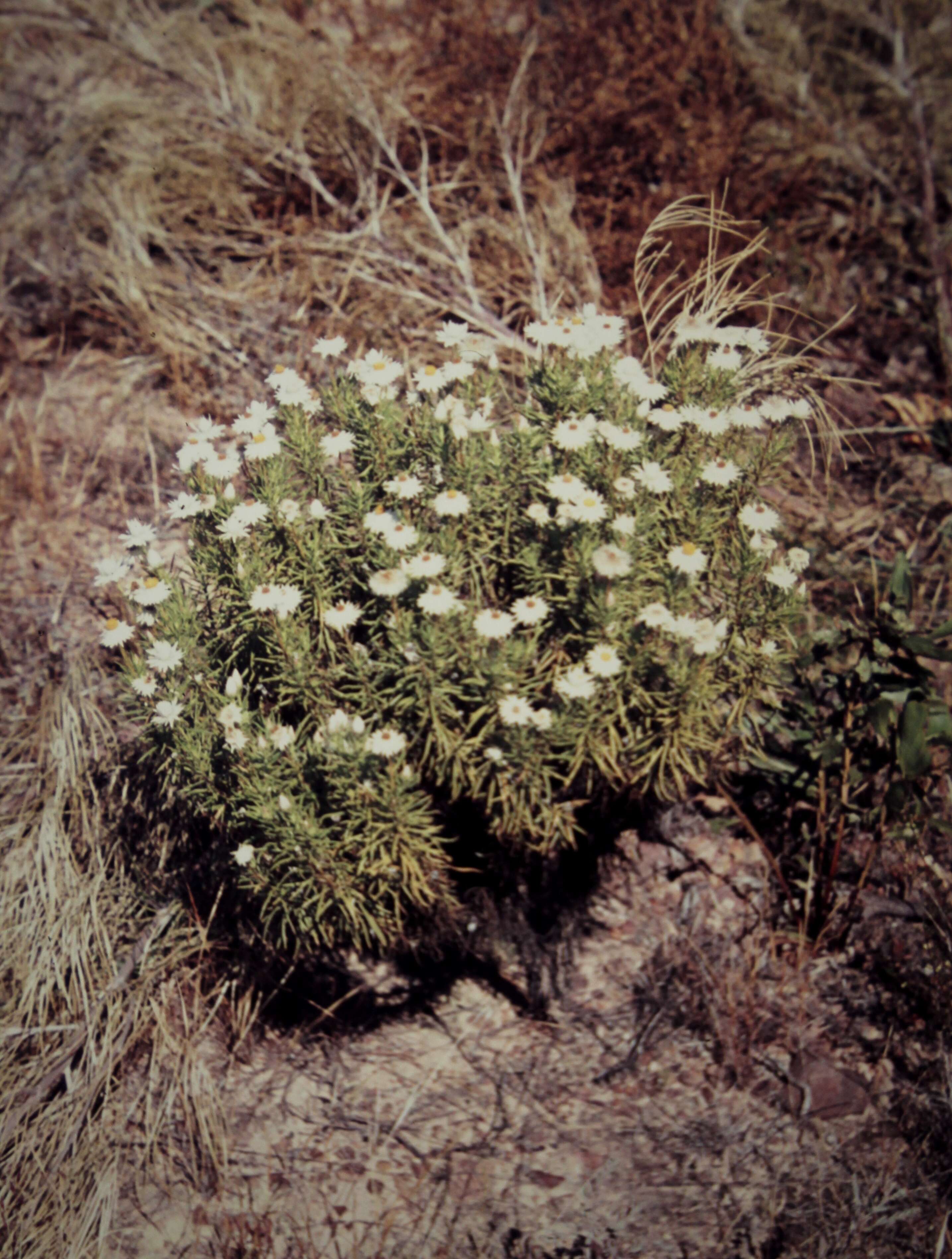 Image of Coronidium glutinosum (Hook.) Paul G. Wilson