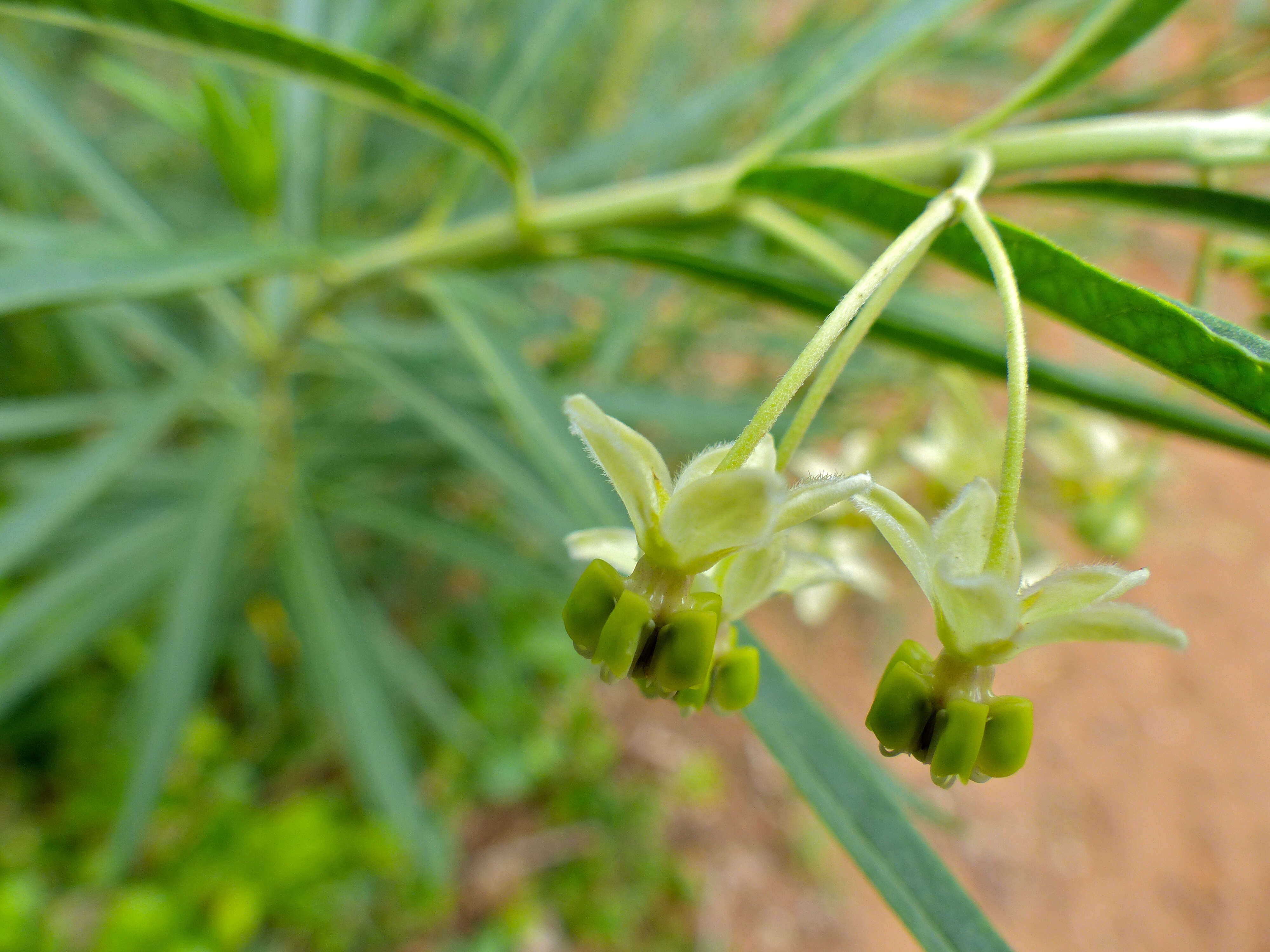 Image of Shrubby milkweed