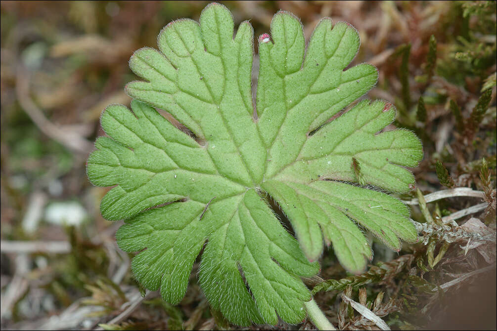 Image of geranium