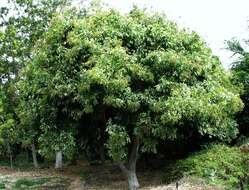 Image of Soapberry Tree