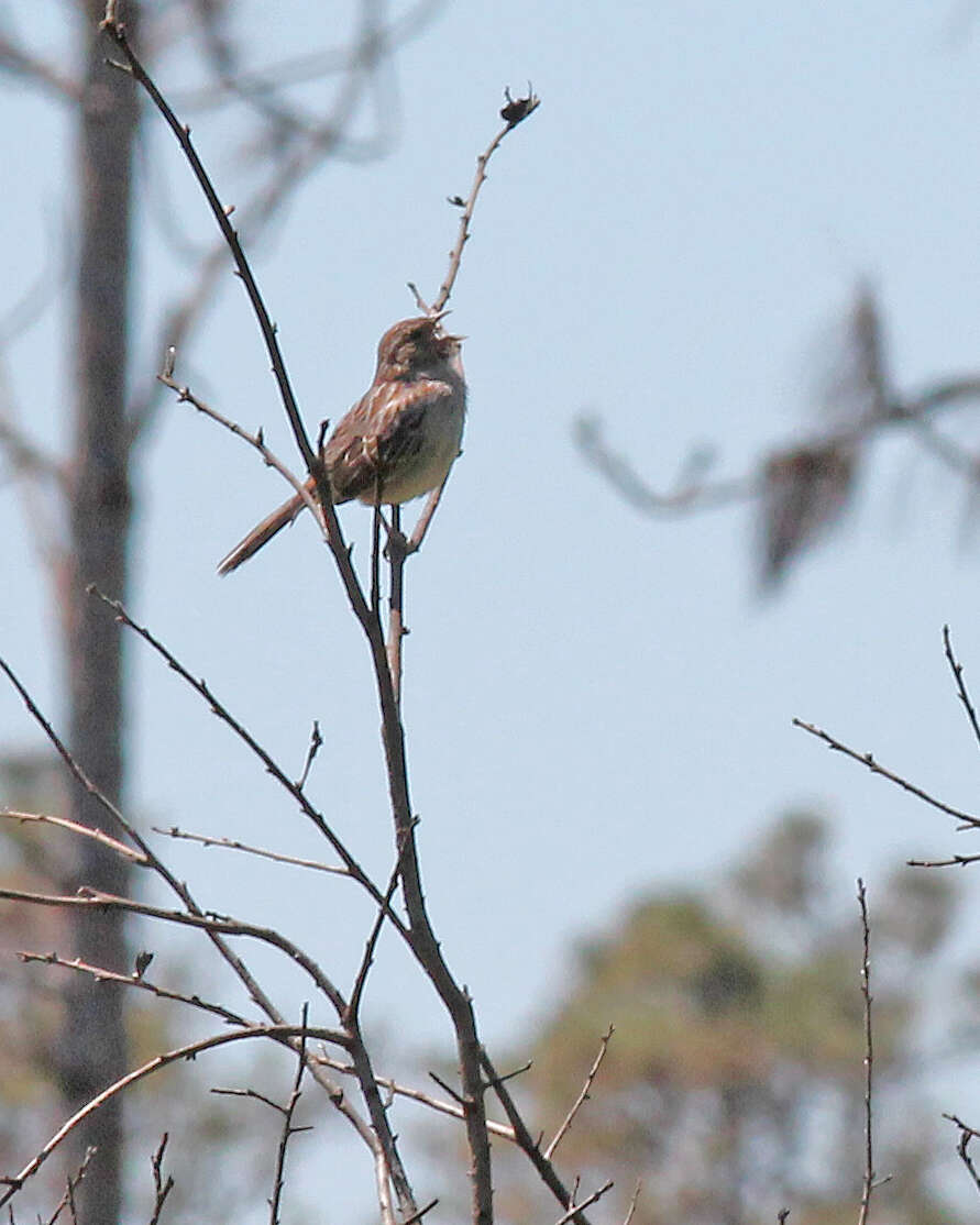 Image of Peucaea Audubon 1839