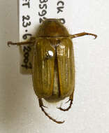 Image of European Chafers