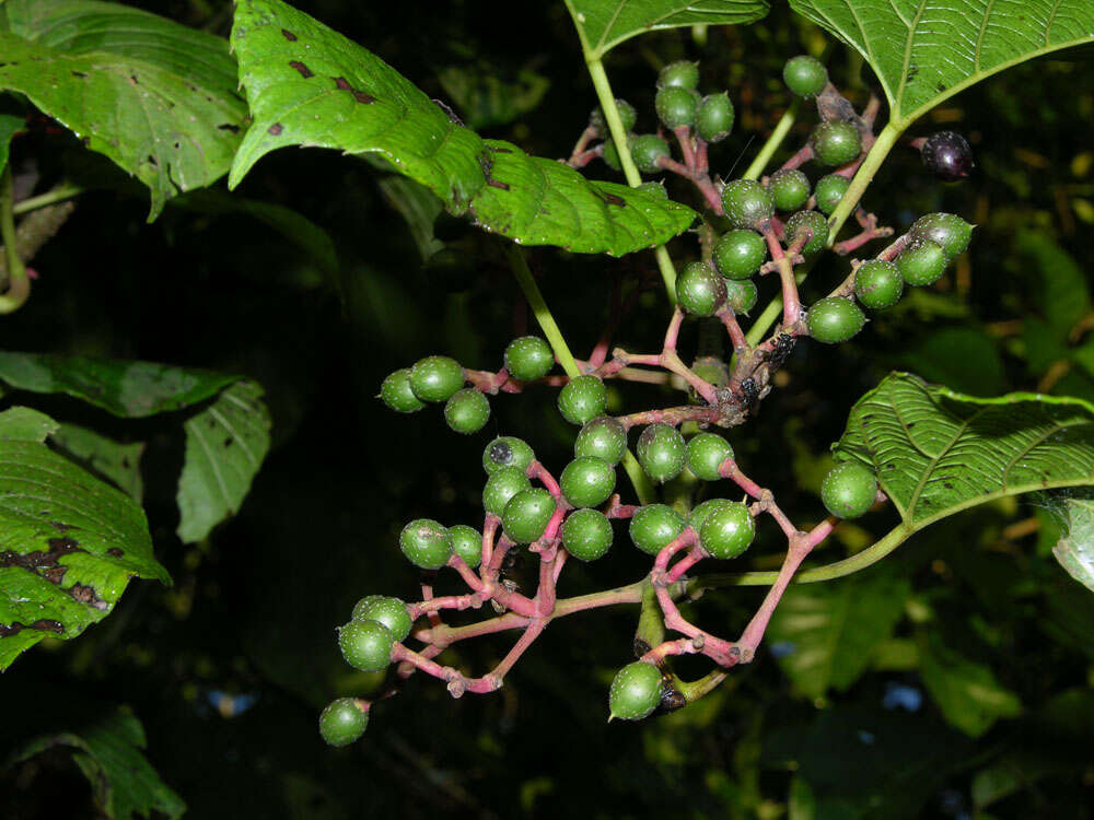 Image of Cissus biformifolia Standl.