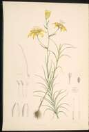 Image of Lilium davidii Duch. ex Elwes