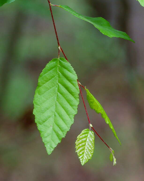 Image of hornbeam