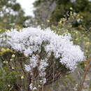 Image of Conospermum filifolium Meissn.