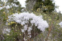 Image of Conospermum filifolium Meissn.