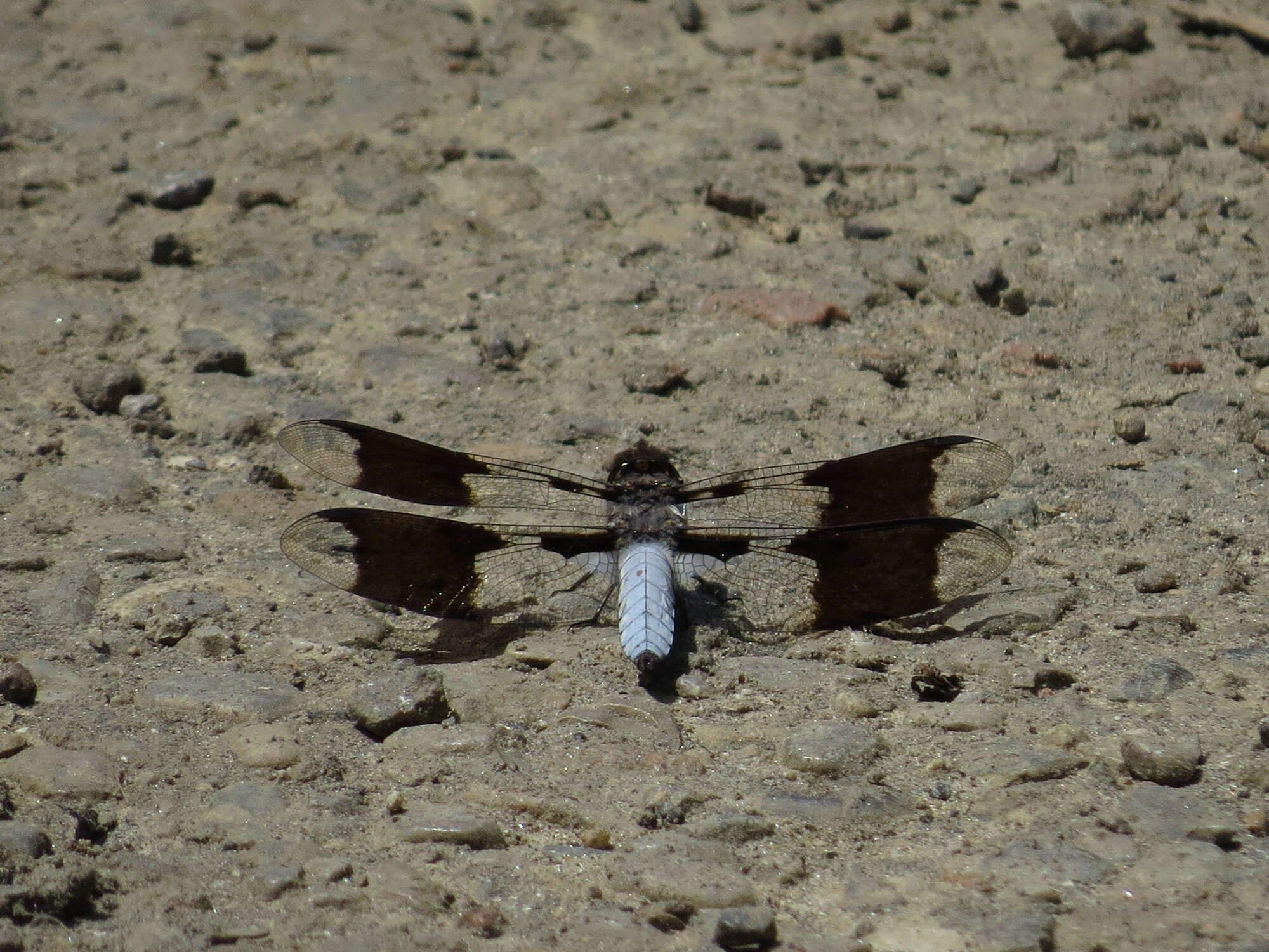 Image of Plathemis lydia