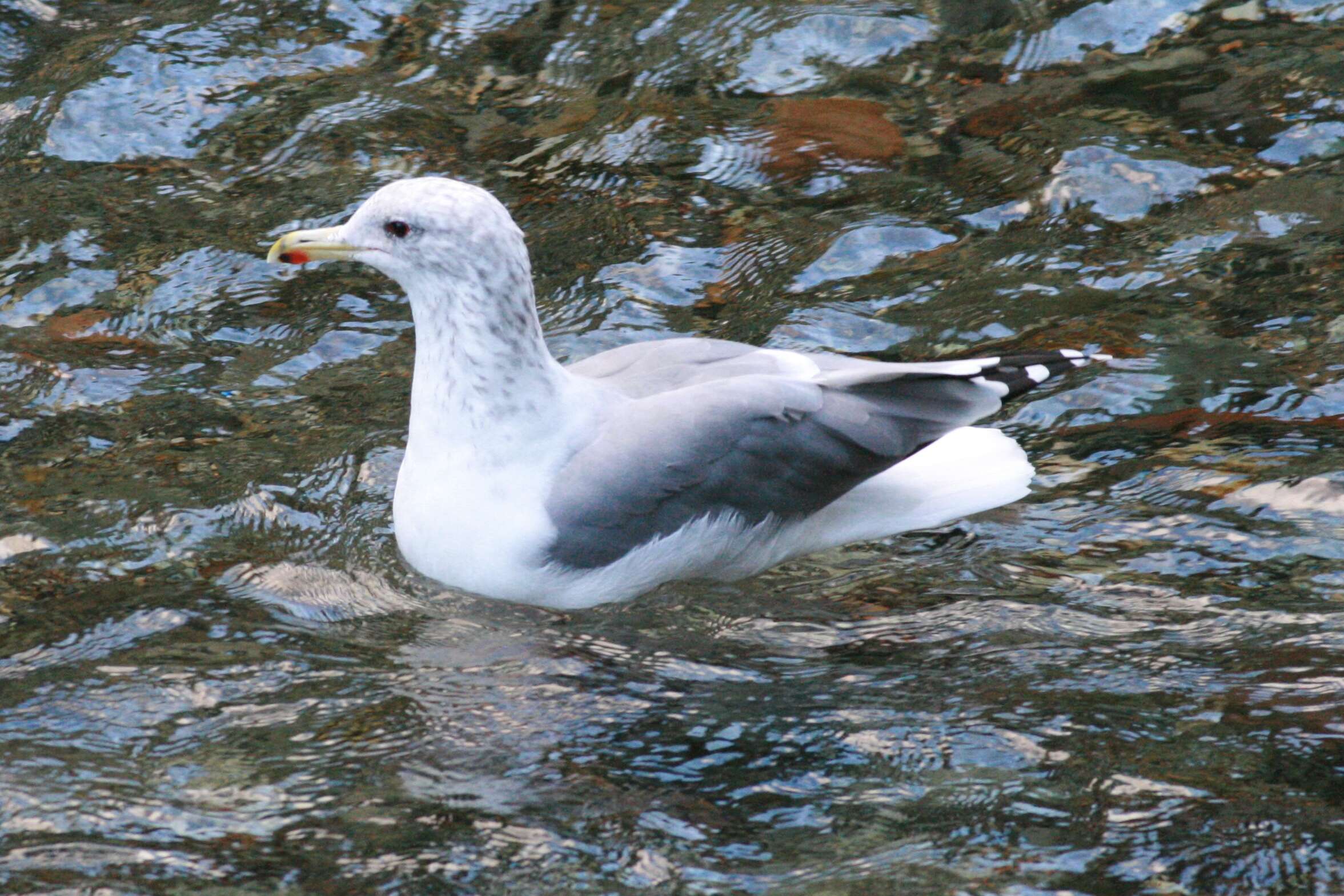 Larus californicus Lawrence 1854 resmi