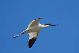 Image of Charadriformes