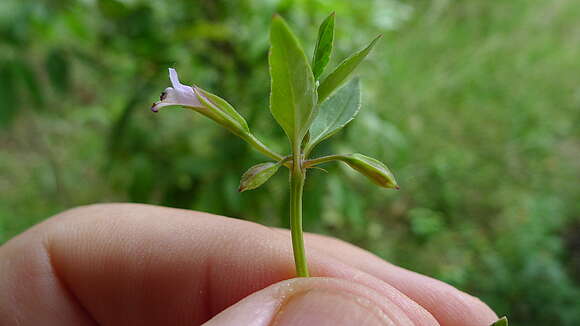 Plancia ëd Torenia thouarsii (Cham. & Schltdl.) Kuntze