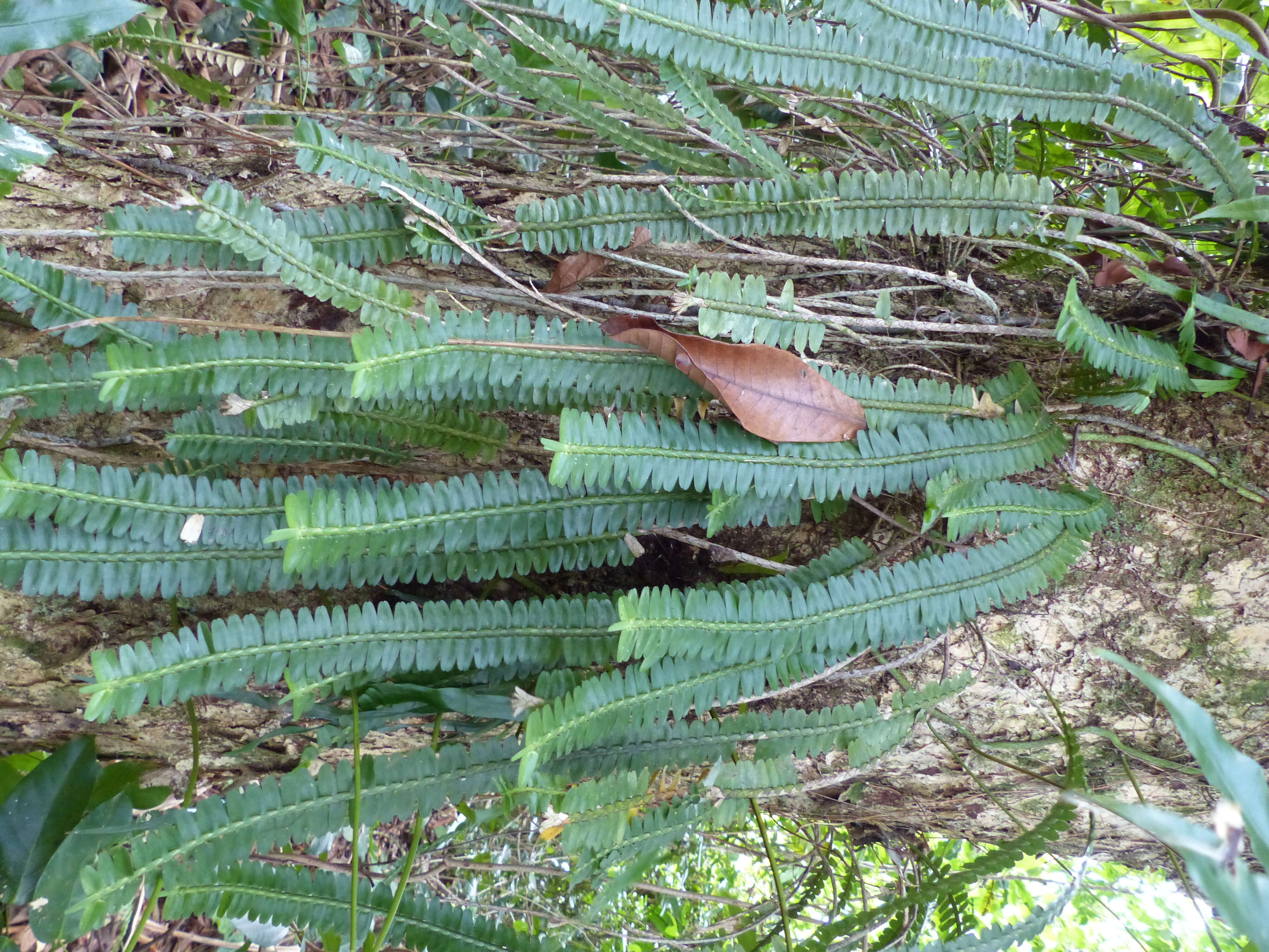 Image of agrostophyllum